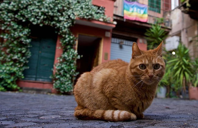 Il tuo tour fotografico e workshop su misura a Roma - Foto 10