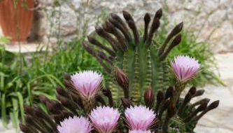 Orange Blossom Apartment - Foto 3