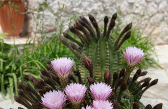 Orange Blossom Apartment - Foto 3