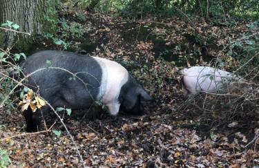 Spire View - New Forest Holiday Home - Photo 38