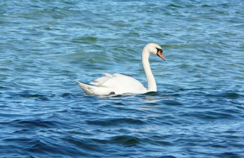 Appartement auf Rügen - Foto 78