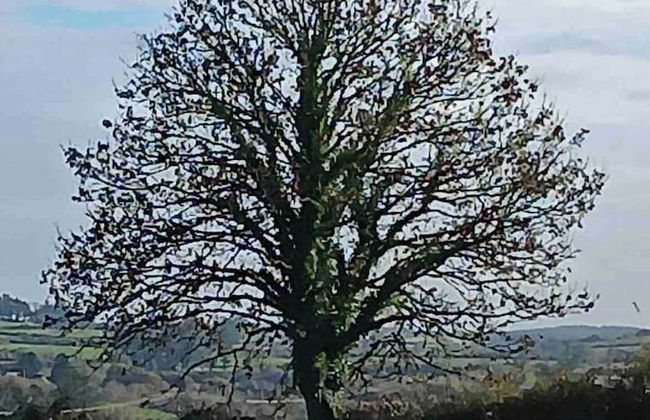 Rose Cottage in Ennistymon - Near Cliffs of Moher - Photo 14