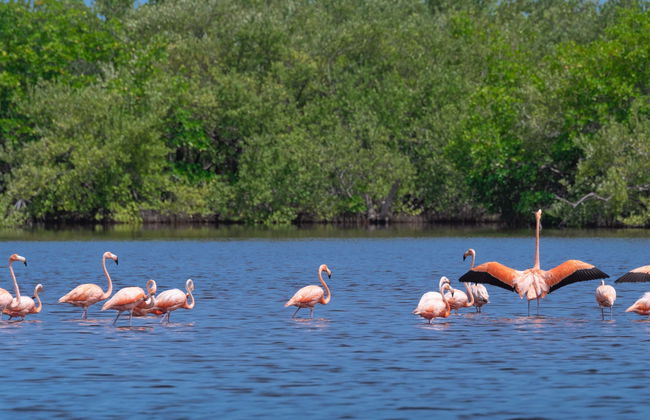 Ciénaga de Zapata National Park Tour - Foto 3
