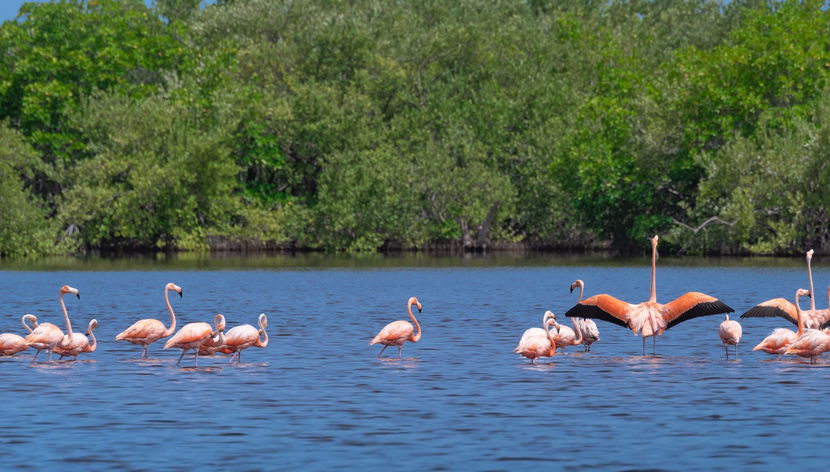 Ciénaga de Zapata National Park Tour - Foto 3