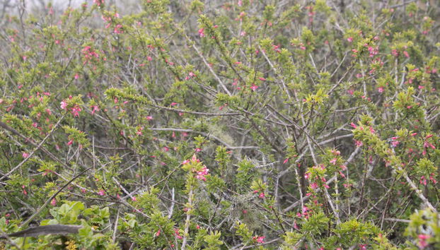 Veremos numerosas plantas silvestres