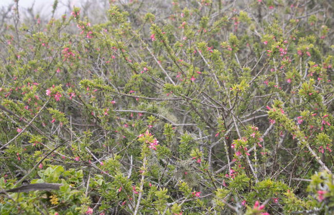 Fray Jorge National Park Trip - Photo 3