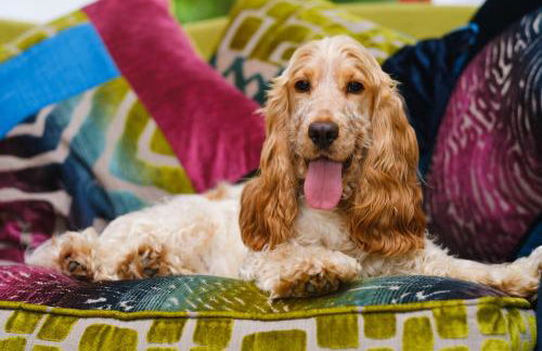 Tig Cottage - a rural, quirky, pet friendly 2 bedroom cottage near Ballantrae - Foto 27