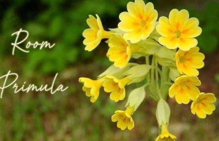 Agriturismo Terre Rosse Portofino - Foto 42