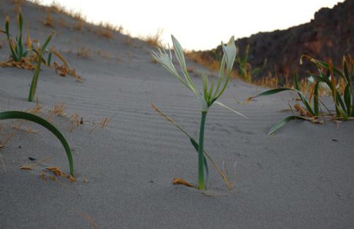 NEW - Villa Manika - 3BR 3BA Pool - Foto 74