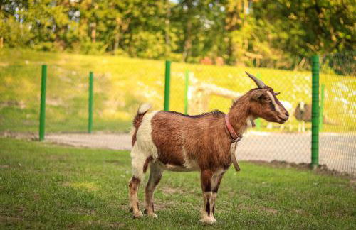 Ferienhof Ostarle - Foto 58