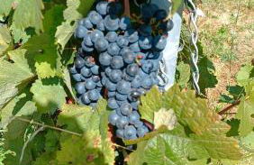 Kleines Paradies am Waldrand - Photo 25