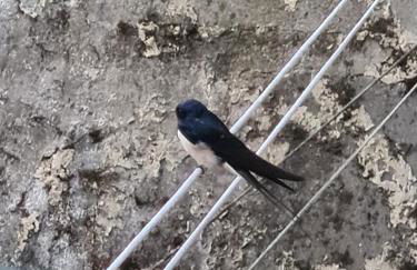 Antica casa in sasso - Casa Vacanze - Foto 11