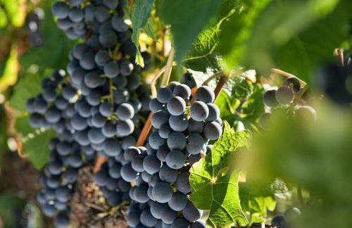 Ca' dei Vigneti - Foto 35