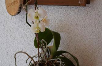 Sesvennahof - Foto 31