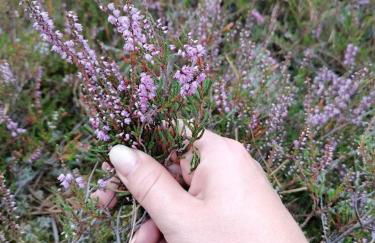 Ferienwohnungen Auetal - Foto 27