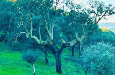 Quinta Castanheiro da Penha - Alegrete - Portalegre - Alentejo - Foto 33