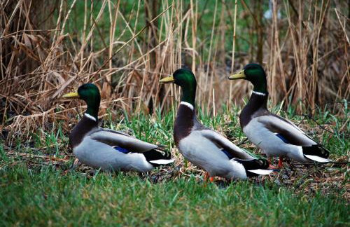Domek nad Rozlewiskiem - Foto 14
