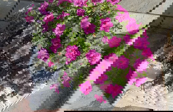 Natalie Apartments - Photo 48