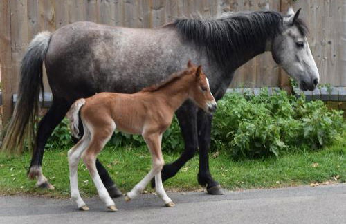 The Apothecary - Foto 27