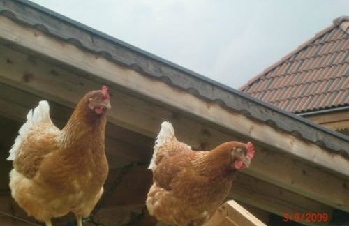 Moarhof Gufidaun - Photo 16