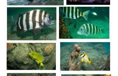 Dog friendly condo with beach access, hot tub, firepit - Foto 59