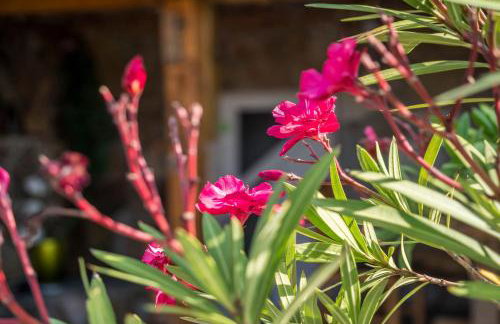 Ferienwohnung Insel Reichenau - Foto 24