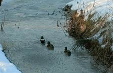 Oaza spokoju - Walendów - Foto 39