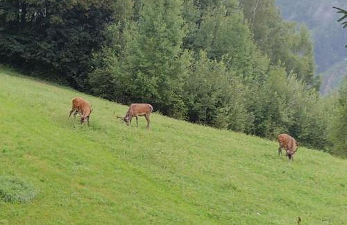 Zielona Granica - Foto 15
