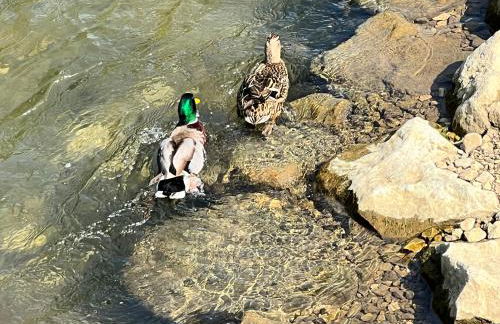 Apartment Entenbrücke - ruhig wohnen, schnell in Stuttgart - Foto 9