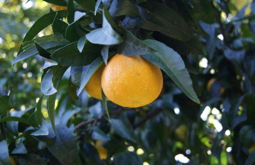 Casa De Santo Antão - Turismo Rural - Foto 41