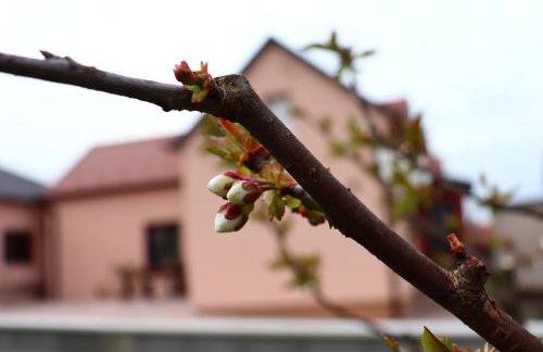 Agroturizam OPG Jakopović - Foto 15