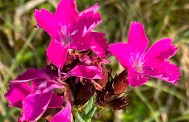 Ferienwohnung Aussicht, Monheimer Alb, Altmühltal - Foto 13