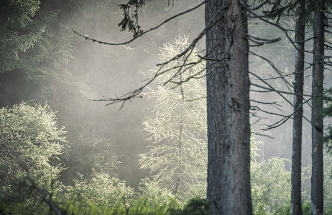 Berghütte-Hochpillberg - Foto 37