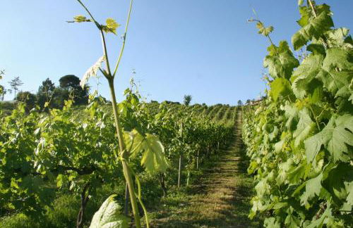 Quinta de Lourosa - Foto 59