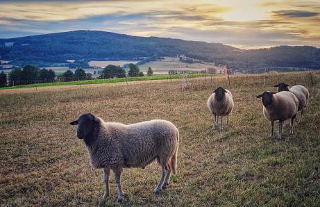 Habelberg Apartments - Foto 18