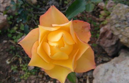 Can Pep Pardal - Foto 41