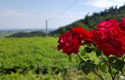 La casetta di Chiara - Photo 13