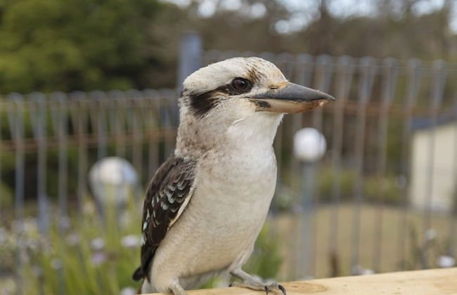 Metung Holiday Villas - Foto 74