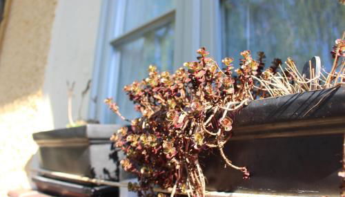 landhaus rosmarin - Foto 4