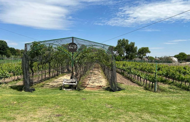 Visite avec dégustation des vins et fromages de Querétaro - Photo 7