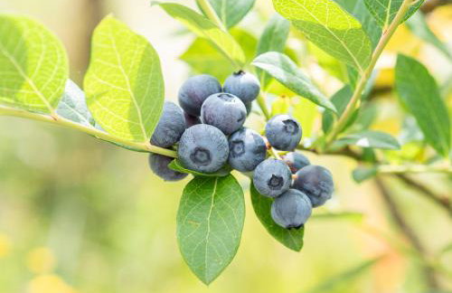 Naturena Agro-Turismo - Foto 47