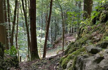 Ländliche Fewo Wildblume, 4 km zum Stausee - Foto 13