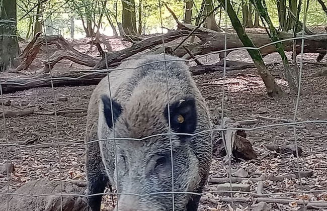 Au Pied de Vigne - Foto 10