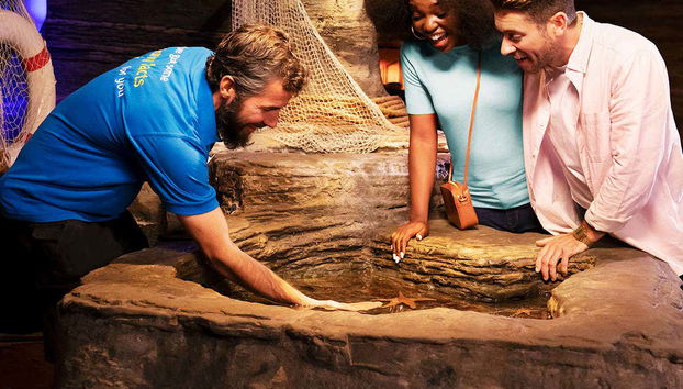 Fijándonos en las estrellas de mar