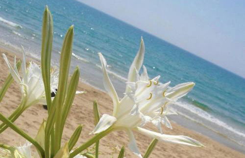 Agri B&B Terre Joniche - Foto 51