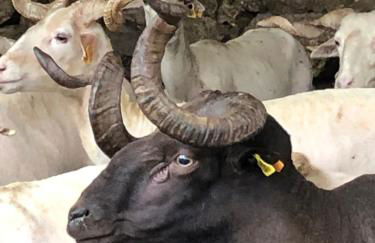 Special Farmstay, Faia-Guarda - Foto 50