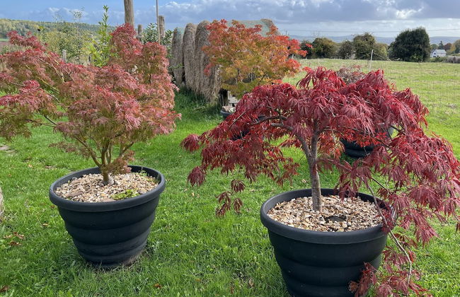 Luxury Shepherd's Hut Style Cabin With Views - Photo 19