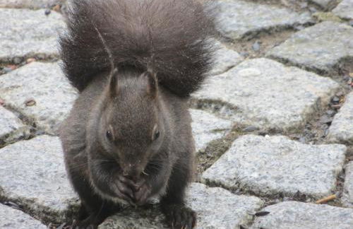 Ferienwohnungen Breternitz - Photo 10