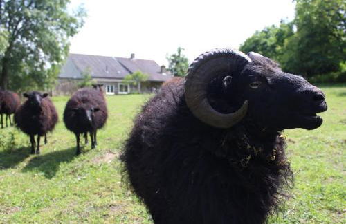 Gîte de charme proche du Mans pour 6 pers., commerces à pied, tout équipé - FR-1-410-258 - Photo 21