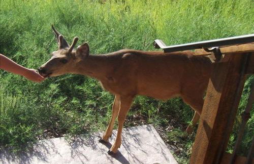 Stunning Mountainside Cabin Rental with a View Nestled in the Heart of the Colorado Rockies - Foto 12